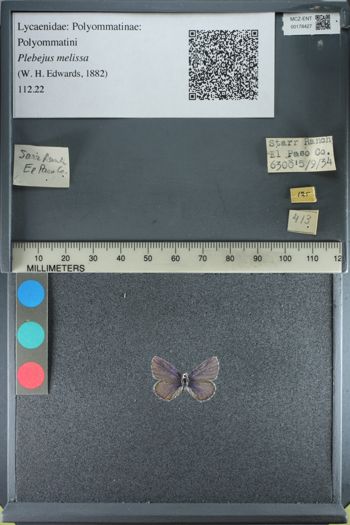 Media type: image;   Entomology 178427